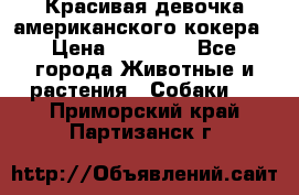 Красивая девочка американского кокера › Цена ­ 35 000 - Все города Животные и растения » Собаки   . Приморский край,Партизанск г.